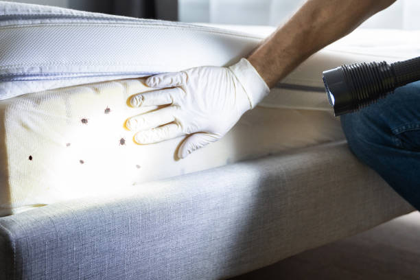 Best Wasp Removal Services  in Massillon, OH