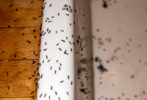 Best Spider Control Near Me  in Massillon, OH