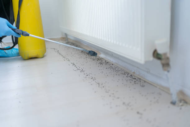 Best Wasp Removal Services  in Massillon, OH